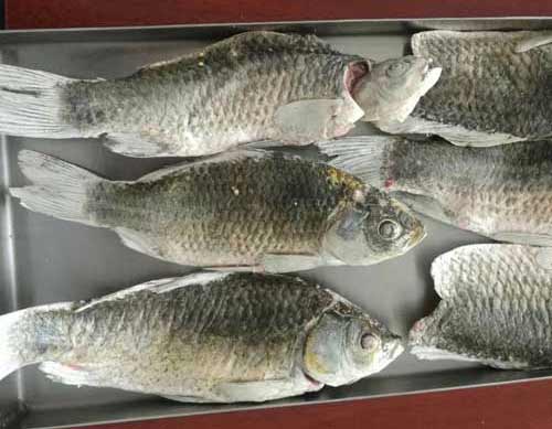 凍干鯽魚