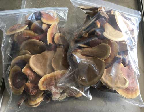 凍干靈芝 凍干靈芝