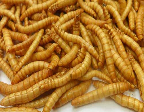 黃粉蟲(chóng)凍干 黃粉蟲(chóng)凍干