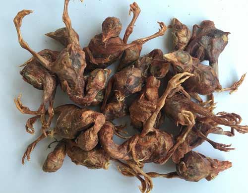 凍干鵪鶉 凍干鵪鶉