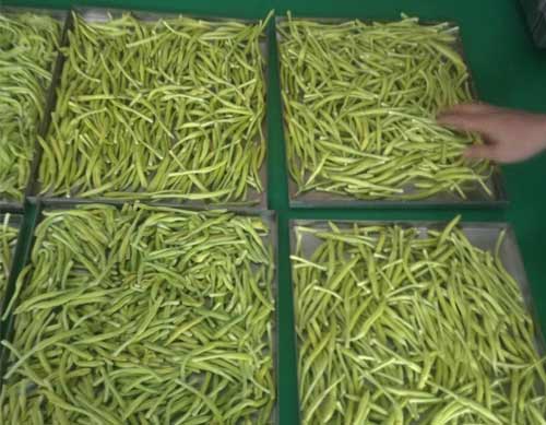 黃花菜凍干 黃花菜凍干