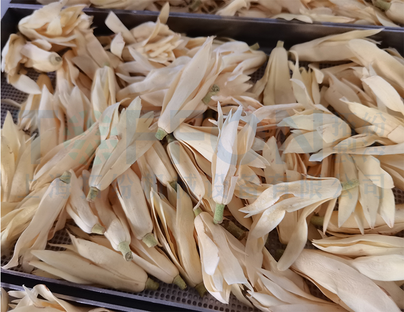 白玉蘭凍干，果蔬真空冷凍干燥機應用案例