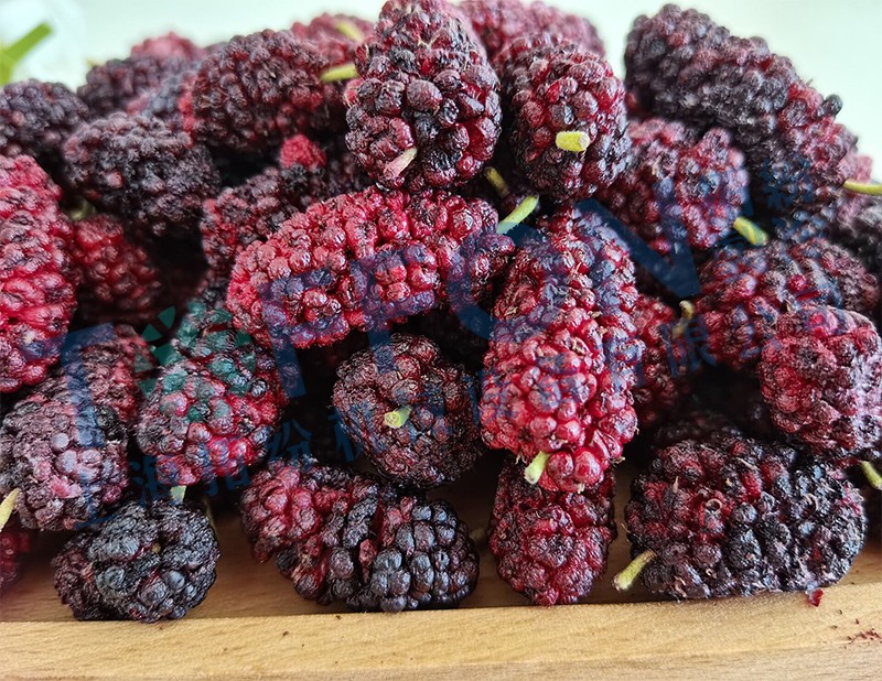 冷凍干燥機|凍干機|真空冷凍干燥機|大型冷凍干燥機|食品凍干機|制藥真空冷凍干燥機|食品凍干設備|制藥冷凍干燥機