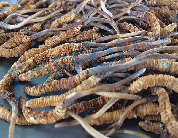 冷凍干燥機|凍干機|真空冷凍干燥機|大型冷凍干燥機|食品凍干機|制藥真空冷凍干燥機|食品凍干設(shè)備|制藥冷凍干燥機 冷凍干燥機|凍干機|真空冷凍干燥機|大型冷凍干燥機|食品凍干機|制藥真空冷凍干燥機|食品凍干設(shè)備|制藥冷凍干燥機