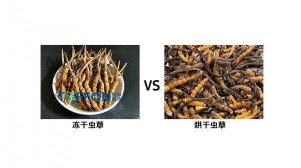 中藥材蟲(chóng)草冷凍干燥機(jī)：傳統(tǒng)滋補(bǔ)品凍干解決方案