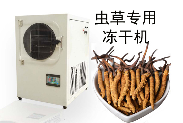 蟲草冷凍干燥機(jī)
