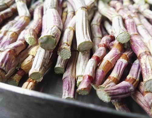 凍干石斛條 凍干石斛條