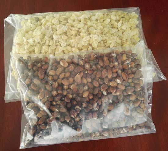 凍干皂角米 凍干皂角米